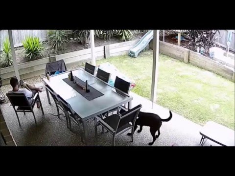 شاهد كيف أنقذ كلب صاحبه من ثعبان قاتل