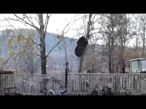 بالفيديو لقطات مرعبة لرجل يتسلق شجرة