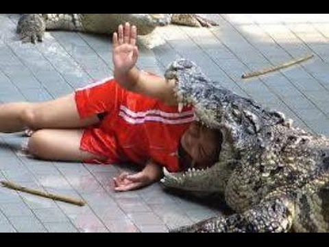 بالفيديو تماسيح تهاجم مدربيها