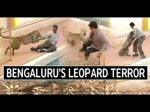 شاهد نمر يهاجم مدرسة في الهند