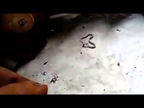 بالفيديو عنكبوت يحاصر عددًا من الثعابين 