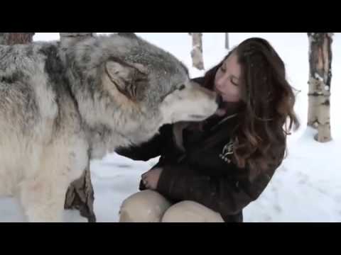 شاهد ملايين المشاهدات لذئب بري يقبل فتاة