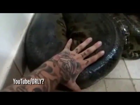 فيديو رد فعل غريب لرجل يعثر على ثعبان عملاق في منزله