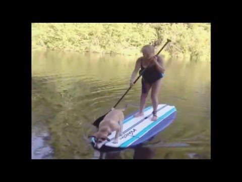 بالفيديو كلب يتسبَّب في سقوط مؤلم لامرأة في المياه