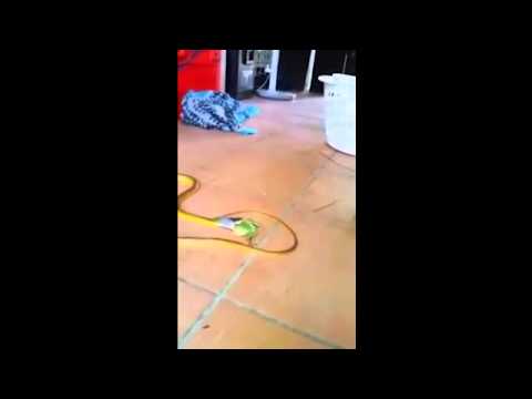 بالفيديو ضفدع صغير يبقى على قيد الحياة