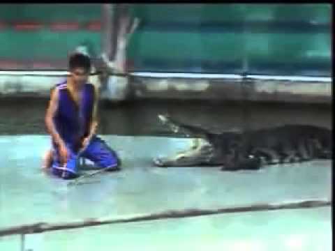 فيديو لقطات مروعة لتمساح يمزق ساق رجل