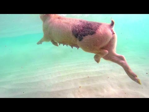 تخصيص جزيرة للخنازير البرية