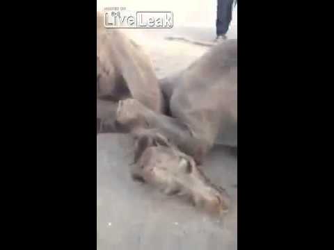 شاهد مشاجرة عنيفة بين جملين تنتهي بطريقة غريبة