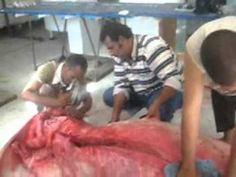 آخر عملية لتحنيط عروس بحر