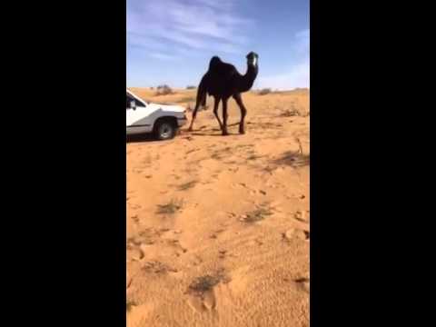 بالفيديو خليجي يتعامل مع جمل هائج بطريقة وحشية