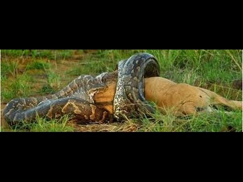شاهد أفعي الاناكوندا تفترس الحيوانات والبشر