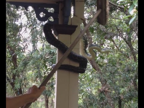 شاهد أسترالي يطرد ثعبان من منزله