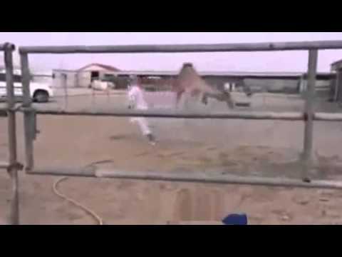 4 شباب يلعبون كرة القدم مع جمل