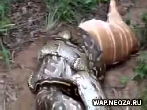 أقوى هجوم للحيوانات المفترسة