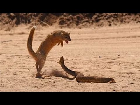 سيارات تصطدم في الحيوانات