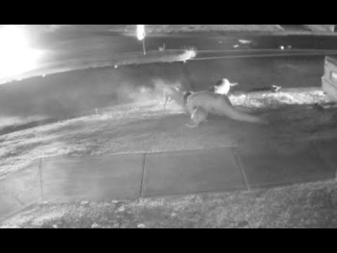 استرالي يرمي نفسه أمام الكلاب المفترسة