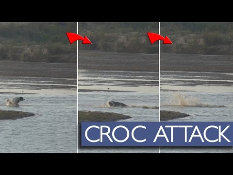 تمساح يأكل كلب حاول اللعب معه