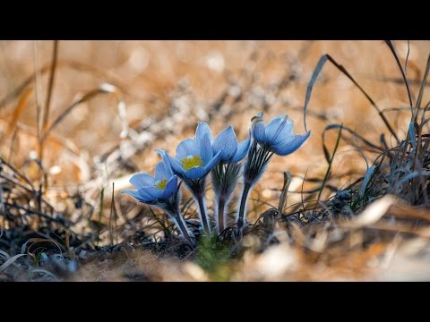 شاهد مصور أميركي يوثق انفجار الربيع من الثلوج