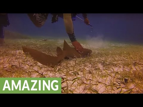 صغير سمكة قرش يحب اللعب مع الغواصين