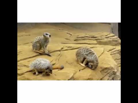 بالفيديو نمس يسقط من أعلى صخرة