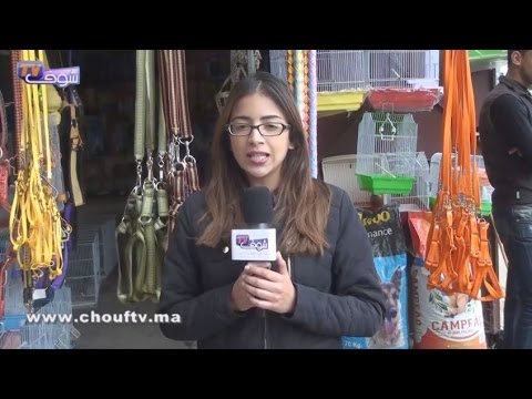 تعرف على كيفية تربية العصافير