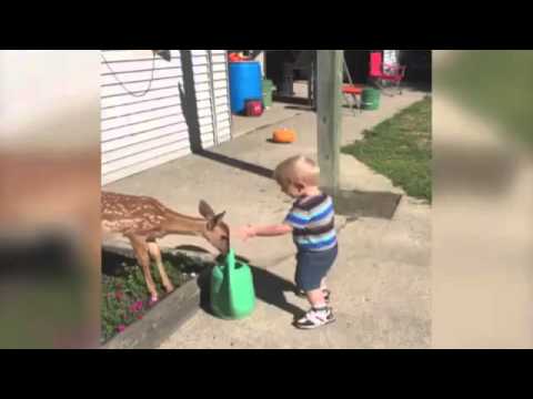 شاهد عراك ظريف بين طفل وغزال صغير