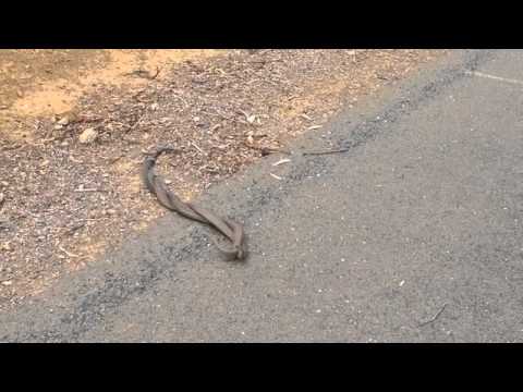 شاهد خناقة بين ثعبانين لجذب إنتباه الأنثى