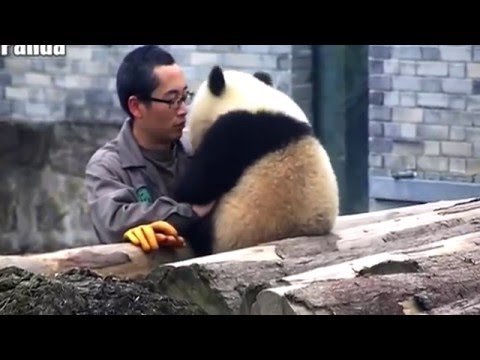 شاهد باندا تقبل مربيها قبل أن تحتضنه لالتقاط سيلفي