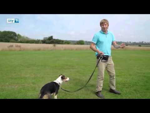 شاهد كلب يستطيع قيادة طائرة بمهارة فائقة