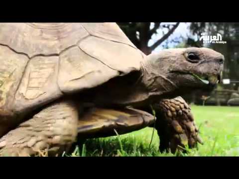 شاهد جولة في ملجأ حيوانات ماونت كينيا