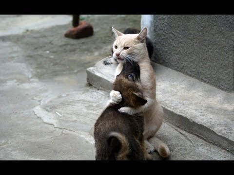 قطط تلتقى بالكلاب لأول مرة فى حياتها