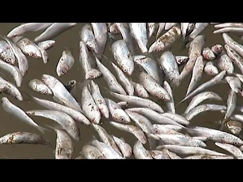 بالفيديو كميات كبيرة من سمك السردين تطفو على أحد الشواطيء في تشيلي