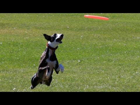 كلب يدخل غينيس بالتقاط طبق طائر على مسافة 122 مترًا