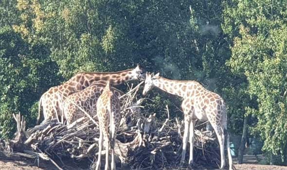  السعودية اليوم - تفسير رؤية الحيوانات في الحلم