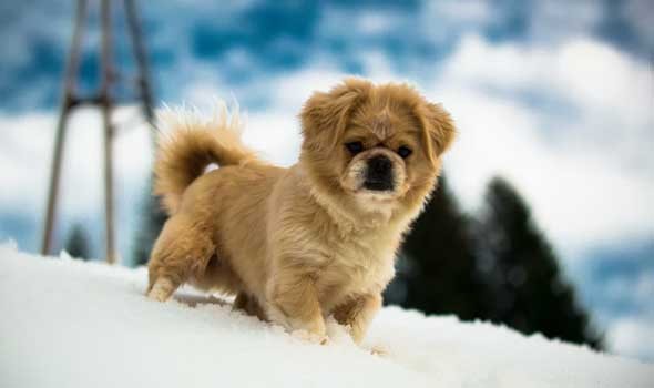  السعودية اليوم - تفسير حلم دخول الكلاب للمنزل في المنام