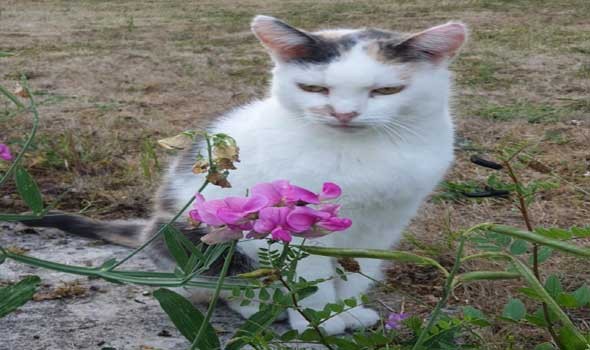  السعودية اليوم - رؤية القطة في المنام