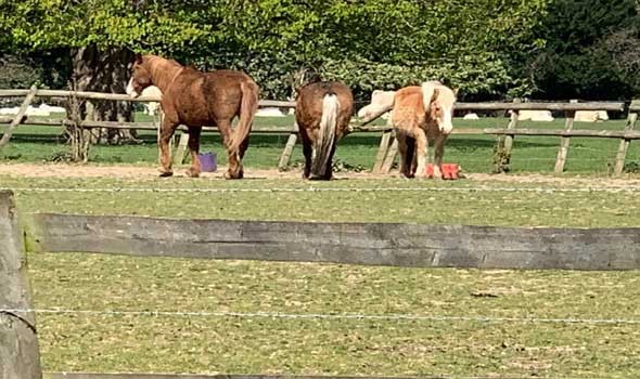  السعودية اليوم - رؤية الحصان في المنام