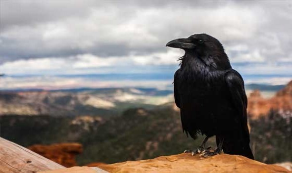  السعودية اليوم - 