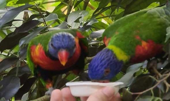  السعودية اليوم - رؤيا العصافير في الحلم للمرأة والرجل