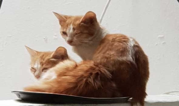  السعودية اليوم - تفسير رؤيا القطط في المنام للرجل والمرأة