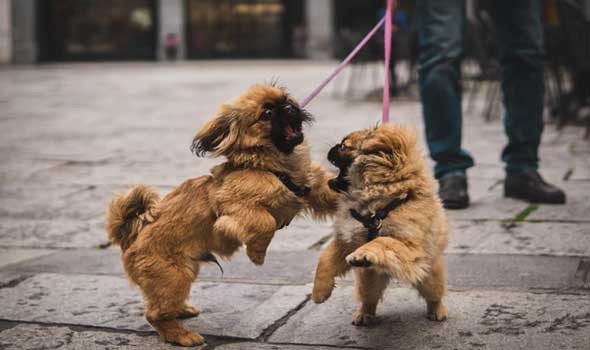  السعودية اليوم - تفسير حلم الهروب من الكلاب في المنام