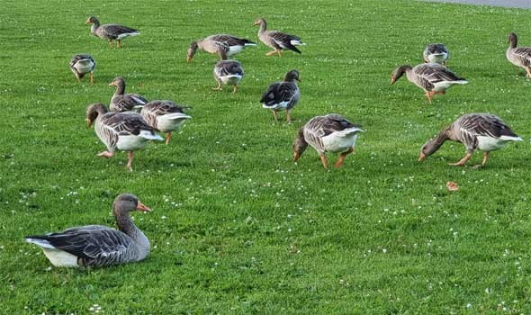  السعودية اليوم - تفسير رؤيا البط في المنام للرجل والمرأة