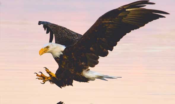  السعودية اليوم - حلم الصقر في المنام للمرأة والرجل