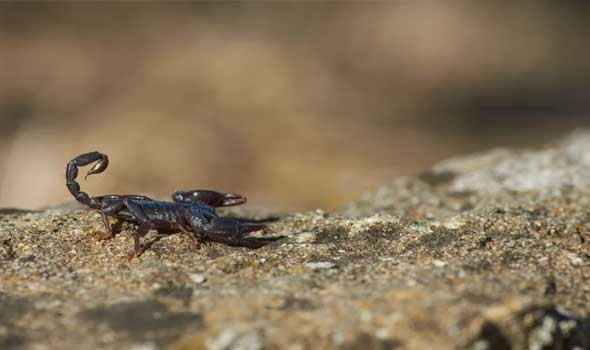  السعودية اليوم - حلم لدغة العقرب في المنام